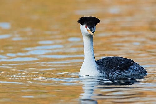 Clarks Grebe Wildlife Print